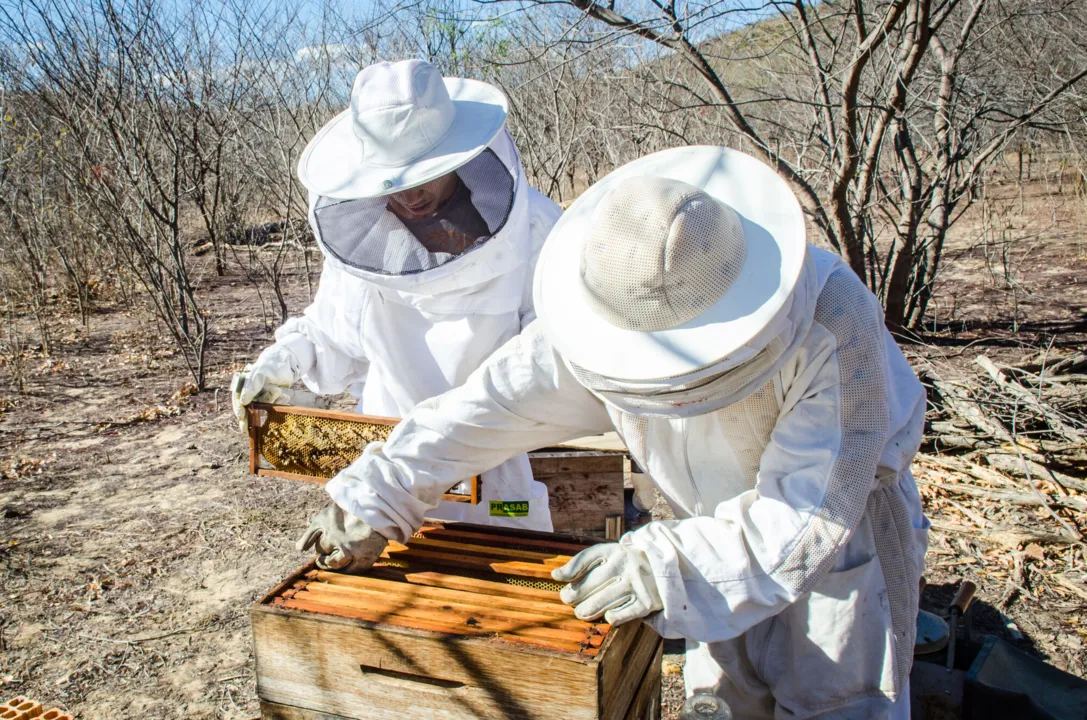Apicultores em manejo
