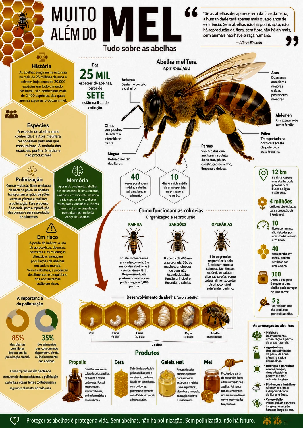 Infográfico educativo sobre abelhas e mel