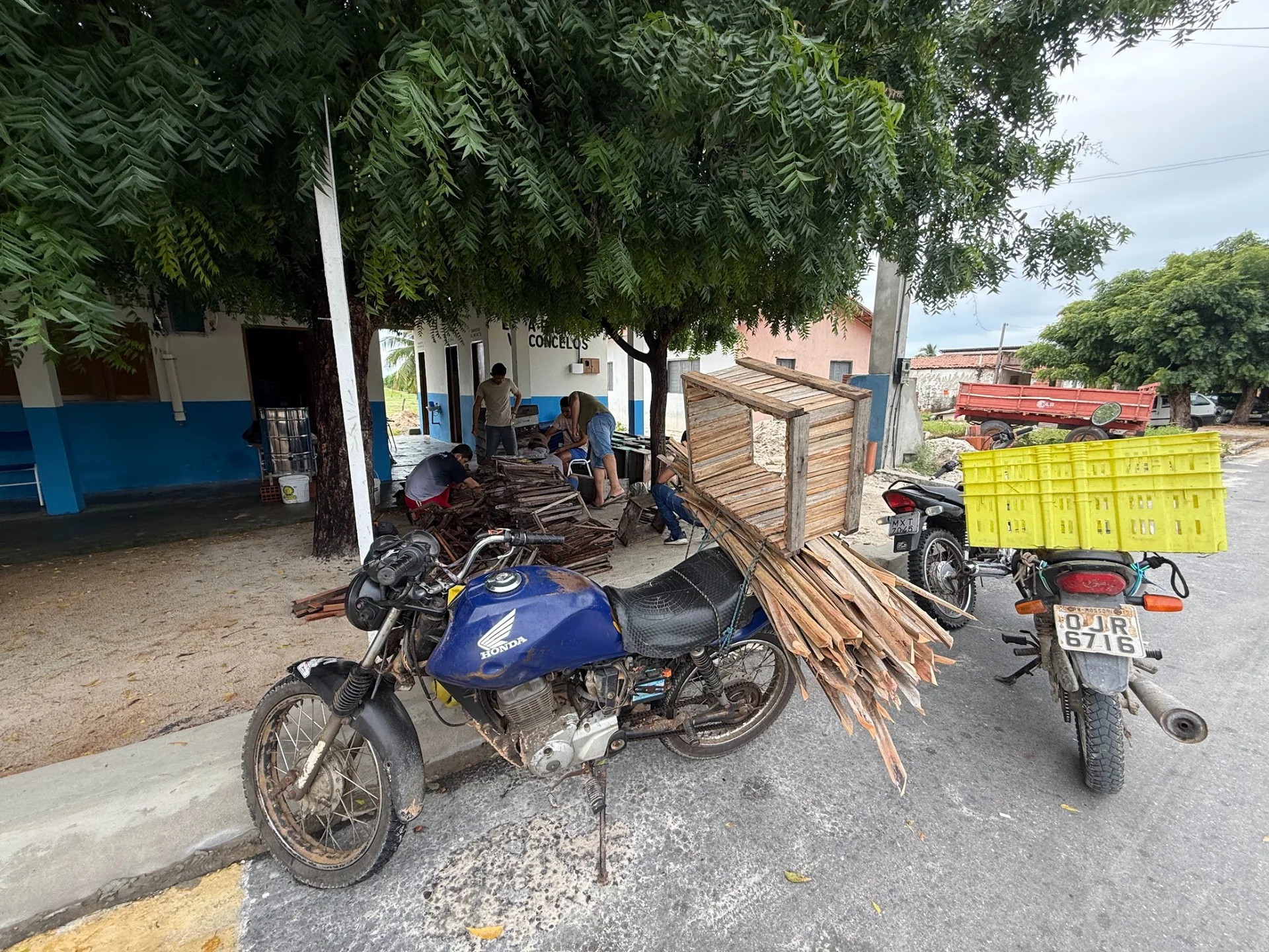 Transporte de talos de carnaúba